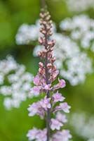 Linaria purpurea 'Springside Pink'