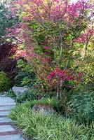 Acer palmatum 'Deshojo' underplanted with Hakonechloa macra, A Japanese Reflection, RHS Malvern Spring Festival 2016