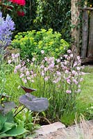 Lychnis flos cuculi 'Terry's Pink' - The Water Spout Garden, RHS Malvern Spring Festival 2016