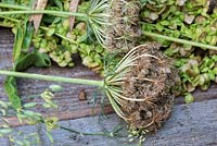 Seed heads of carrots and goosefeet