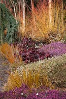 Plant combination, The Winter Garden, Bressingham Gardens, Norfolk.