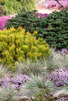 Pinus mugo 'Carsten's Wintergold' and Festuca glauca 'Blauglut'. 