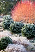 Border at The Winter Garden, Bressingham Gardens, Norfolk, UK.