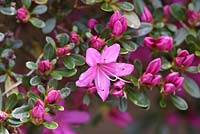 Rhododendron 'Hatsu-giri', April, Wisley