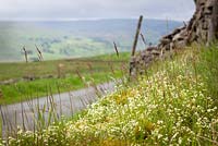 Heath Bedstraw grwoing wild by a lane in Yorkshire. Galium saxatile