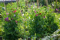 Young sweet peas growing up cane wigwam support covered with plastic netting. Lathyrus odoratus