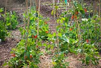 Runner beans in flower growing up cane wigwam support with straw mulch. Phaseolus coccineus