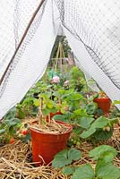 Strawberry 'Cambridge Favourite' protected from cold with horticultural fleece tunnel and straw mulch to suppress weeds