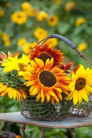 Mixed sunflowers in a wire basket. Helianthus annuus