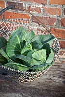 Cabbage harvested into a wire basket. Brassica oleracea
