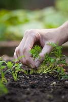 Thinning carrot seedlings