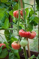 Tomato 'Pink Brandywine' growing up a cane in a greenhouse
