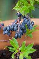 Blueberry 'Bluedrop'. Vaccinium corymbosum