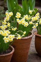 Narcissus tazetta 'Minnow' AGM