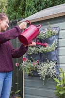 Watering vertical planting bags featuring Dichondra argentea 'Silver Falls', Antirrhinum molle, Pelargonium, Artemisia abrotanum 'Parfum d'Ethiopia', Helichrysum microphyllum and Gazania splendens 'Frosty Kiss Mixed' F1 Hybrid