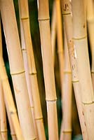 Phyllostachys vivax aureocaulis