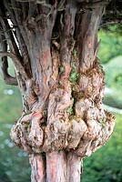 Taxus - Gnarled ancient Yew topiary trunk at Levens Hall and Garden, Cumbria, UK.
