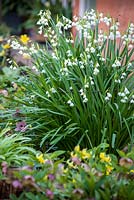 Leucojum aestivum 'Gravetye Giant'. Rod and Jane Leeds garden, Suffolk