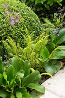 Blechnum spicant, Bergenia vars and Buxus in border