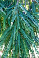 Sophora fulvida, Tree. December. Close up of foliage. 