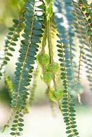 Sophora fulvida, Tree. December. Close up of foliage. 