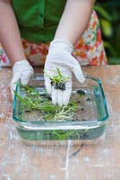 Propagation of Dendrobium tangerinum x strebloceros x Dendrobium tangerinum. De flasked Dendrobium orchid seedlings showing foliage and root development and black agar gel propagating medium.