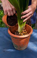 Topping up a pot with potting mix that the trimmed and cleaned, Clivia, Clivia miniata, has been planted into..