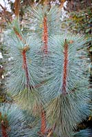 Pinus montezumae 'Sheffield Park',  Conifer, December.