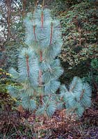 Pinus montezumae 'Sheffield Park,  Conifer, December