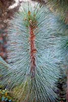 Pinus montezumae 'Sheffield Park,  Conifer, December,