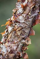 Betula nigra 'Little King'