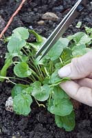 Harvesting Land Cress