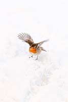 Robin about to take off out of the snow