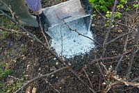 Adding wood ash from a cooled ashpan to a woody plant