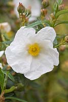 Cistus Ladaniferus Var. Albiflorus 