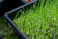A black plastic seedling tray full of newly sprouted Allium cepa, Onion seedlings.