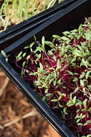 Beta vulgaris. A tray full of newluy sprouted Beetroot, seedlings.