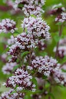 Origanum vulgare 