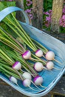Freshly pulled baby turnips, 'Sweetbell F1'