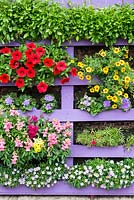 Reclaimed pallet, painted and vertically planted with Brachyscome 'Mint Mauve Delight', Portulaca 'Mixed', Lobelia 'Trailing Sapphire', Calibracoa 'Can Can Sunrise', Surphinia Petunia 'Deep Red', Ageratum 'Blue' and mixed Antirrhinum.