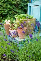 Pots of Mint, Coriander and Rosemary displayed on reclaimed painted chair with English Lavendar.