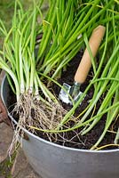 Spring Onions, 'Ramrod', growing in a reclaimed jam boiling pan.