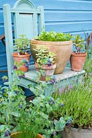 Pots of Mint, Coriander and Rosemary displayed on reclaimed painted chair with Cerinthe and English Lavendar.