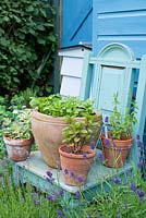 Pots of Mint, Coriander and Rosemary displayed on reclaimed painted chair with Cerinthe 