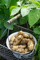 Harvest of first early potatoes 'Juliette', waxy salad type.