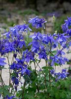 Aquilegia olympica, dark blue flowers.