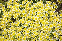 Limnanthes douglasii - Douglas Meadowfoam, a mass of bicoloured flowers with white edges and bright yellow centres.