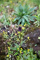 Phyteuma nigrum, Black Rampion flower growing in an alpine rockery garden at the Jardin des Plantes, Paris, France.