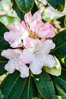 Rhododendron 'Loder's White'.