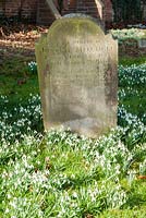 Galanthus nivalis, Naturalized snowdrops, in the churchyard of St Gregory's Church backing on to Welford Park, Newbury, Berks, UK

